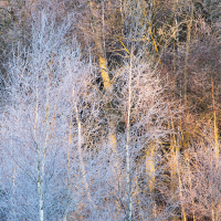 Frozen Birches I