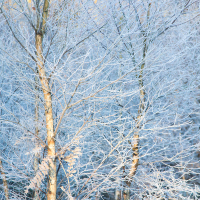 Frozen Birches II