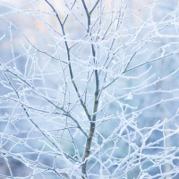 Frozen Birches III