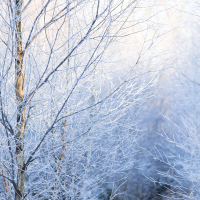 Frozen Birches IV