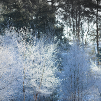 Frozen Birches V