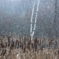 Snow Storm and Silver Birch