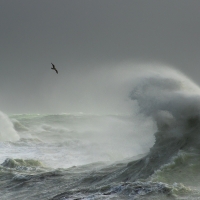 Storm Gull II