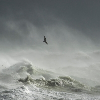 Storm Gull I