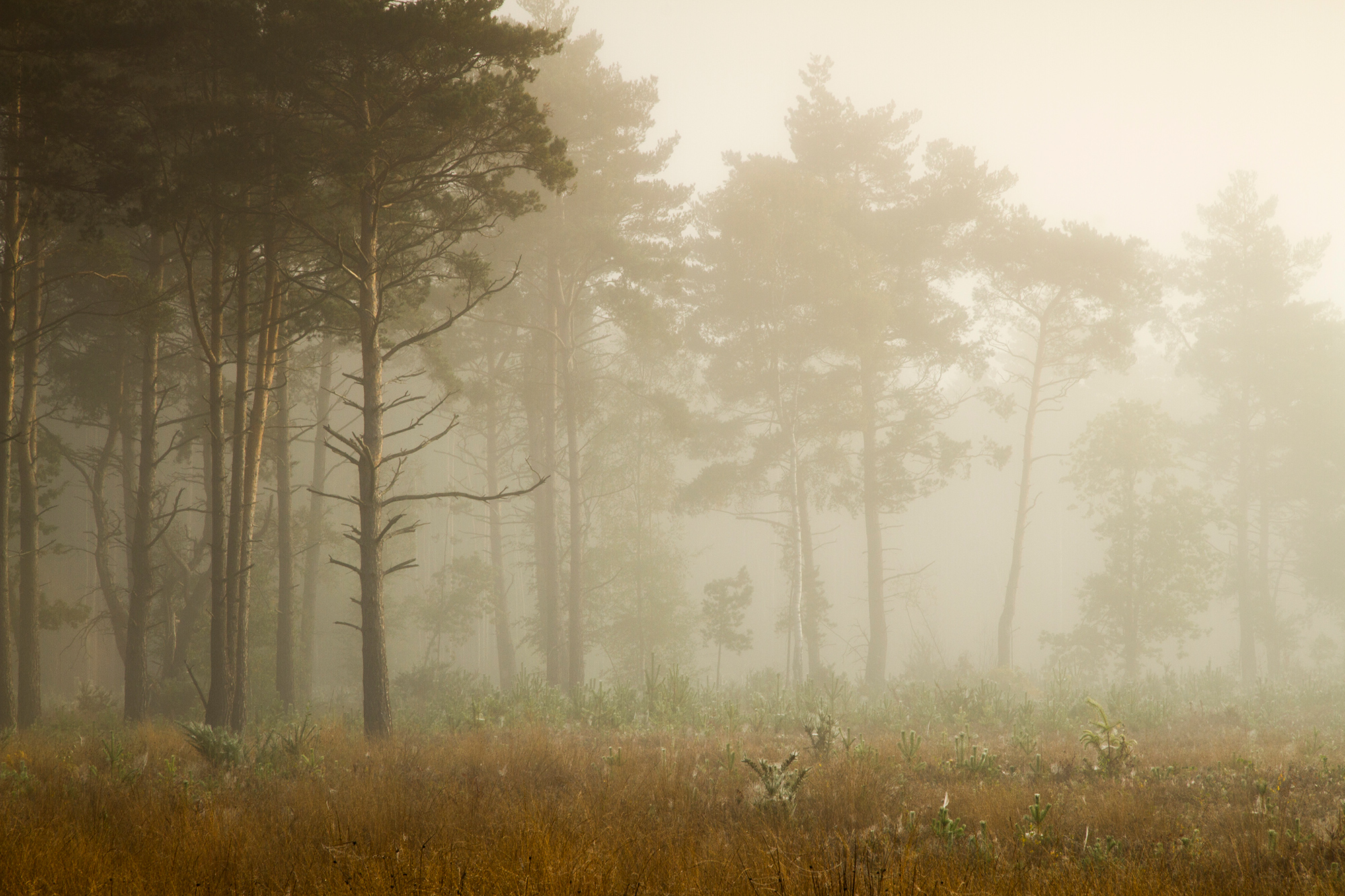 Mist over Horsell Common