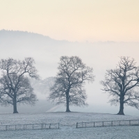 Three Trees, Surrey Hills