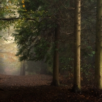 Chantry Wood, Surrey Hills