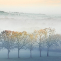 Five Trees, Hogs Back