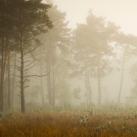 Mist over Horsell Common