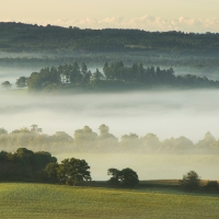 Ridge Trees,  Newlands Corner