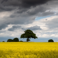 Lone Tree in a Rapeseed Field, Hog's Back