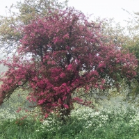 Cherry Blossom Tree