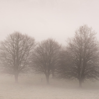 Three Trees, Revisited, Surrey Hills