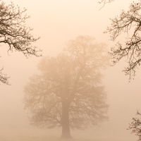 Lone Tree, Surrey Hills