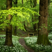 Wild Garlic I