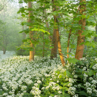 Wild Garlic II