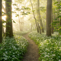 Wild Garlic I