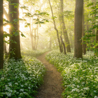 Wild Garlic I