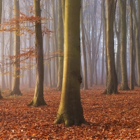 Beech Trees, Newlands Corner