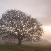 Newlands Corner, Bench