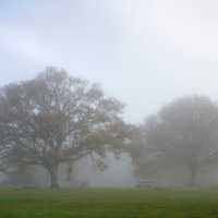 Two Trees, Newlands Corner