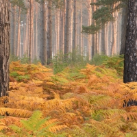 Autumn Ferns, Crowthorne Wood