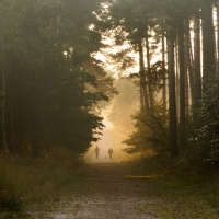 Dog Walkers, Crowthorne Wood