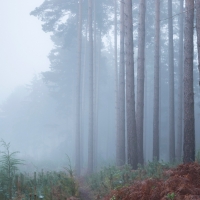 Pines in the Mist, Crowthorne Wood