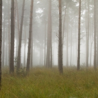 Mist at Crowthorne Wood I