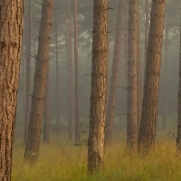 Mist at Crowthorne Wood II