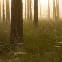 Mist and Cobwebs