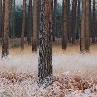 Pines and Frost, Crowthorne Wood