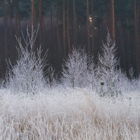 Frosted Trees, Crowthorne Wood