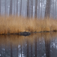 Reflections, Crowthorne Wood