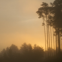 Sunrise, Crowthorne Wood