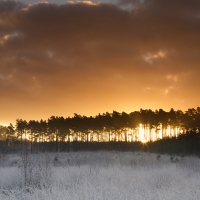 Ridge Trees and Sunrise, Crowthorne Wood