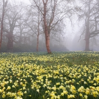 Virginia Water, Little Daffodils II