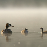 Grebe Family, Warrens Pond