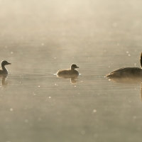 Following Mum, Warrens Pond