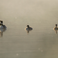 Family Portrait, Warrens Pond