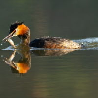 Grebe with Fish, Warrens Pond