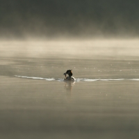 Returning Hero, Warrens Pond