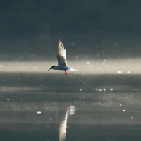 Common Tern, Warrens Pond