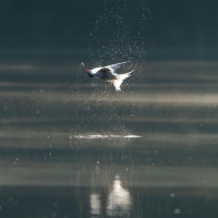 Tern Upside Down, Warrens Pond