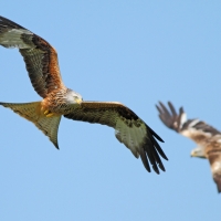 Two Red Kites, Gigrin Farm