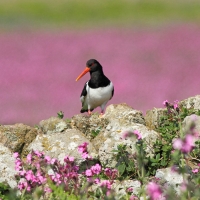 Oystercatcher, Skoner Island