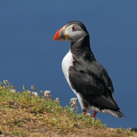 Puffin, Skomer Island