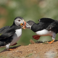 Puffins, Skomer Island