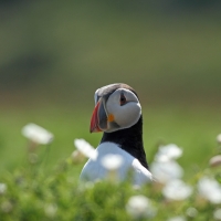 Puffin, Skomer Island