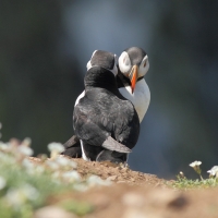 Puffin Greeting, Skomer Island